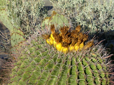 [A barrel cactus is shaped like a short fat barrel. The yellow fruits grow nearly on top of each other at the top of the cactus. At the top of each fruit is brown leaf-like thing which look like they could be grabbed to pull the fruit from the cactus.]